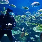 Dubai and Mauritius Combined Tour Attraction