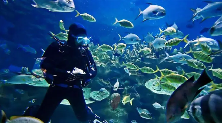 Dubai and Mauritius Combined Tour Attraction