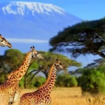 Wildlife safari tour viewing lions in South Africa national park