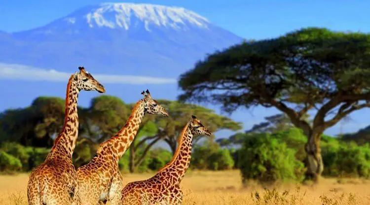 Wildlife safari tour viewing lions in South Africa national park