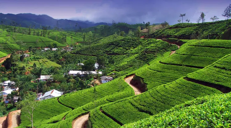 Wildlife and nature exploration in Sri Lanka tour thumbnail